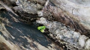 Naturcoaching Erde Keimling Entfaltung