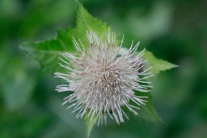 Heilpflanze im Wandelhaus