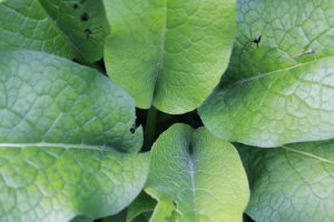 Im Zentrum der Heilpflanze Beinwell