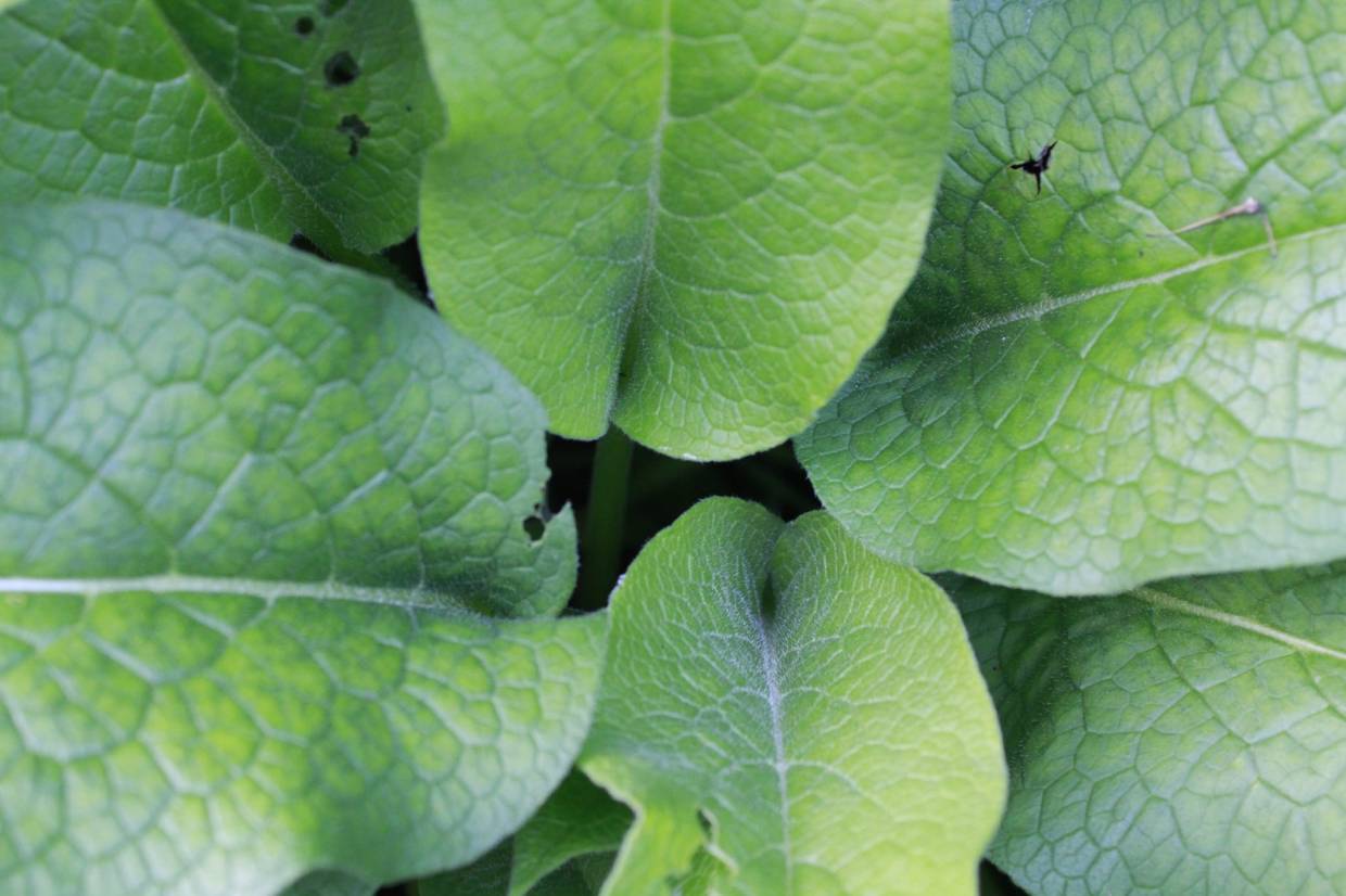 Warum die Natur uns spiegelt