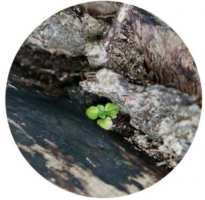 Ein Keimling wächst aus totem Holz