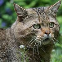 wildcat-1382178_640 Naturcoaching Ausbildung Team Wildkatze