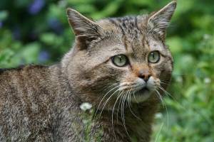 Naturcoaching Ausbildung Team Wildkatze
