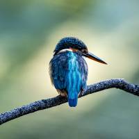bird-8310172_1280 bird-8310172_1280