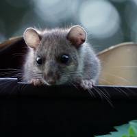 dormouse-2632331_1280 dormouse-2632331_1280